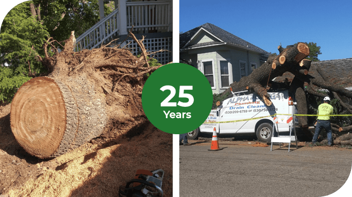 A split photo of a tree being cut down and a man in the back of a truck.