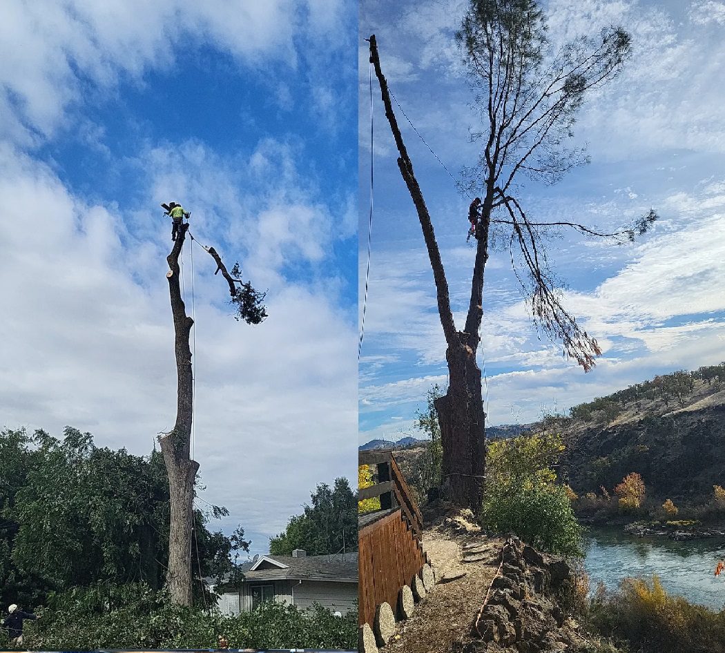 A tree that has been cut down by someone on the side of the road.