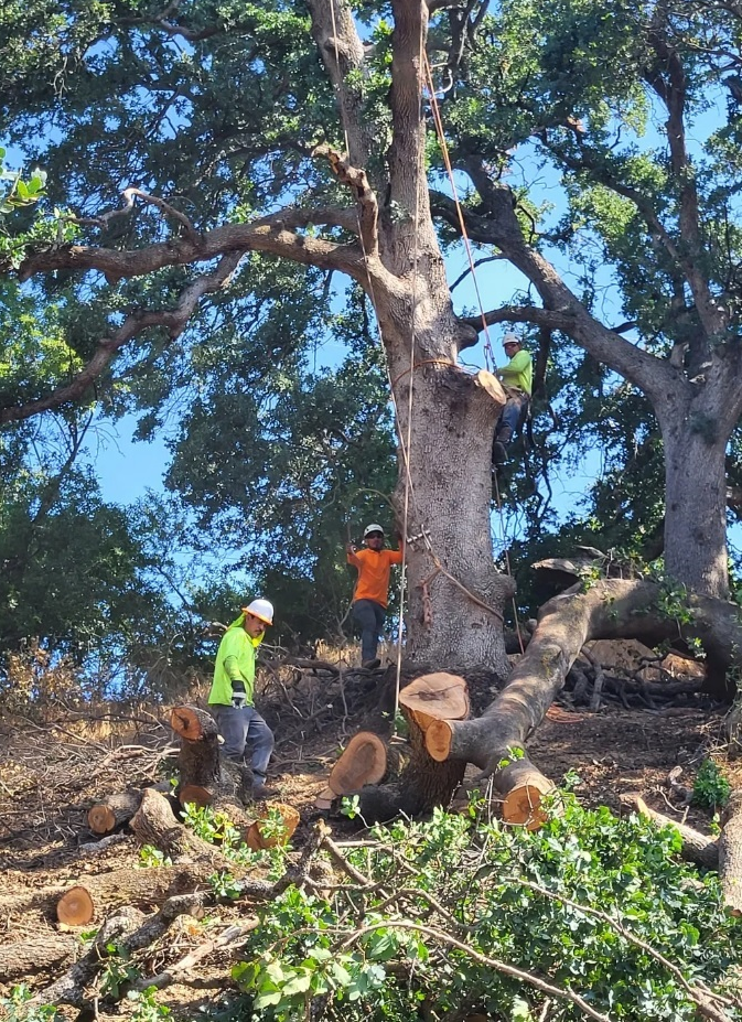 A man in an orange shirt is cutting down trees