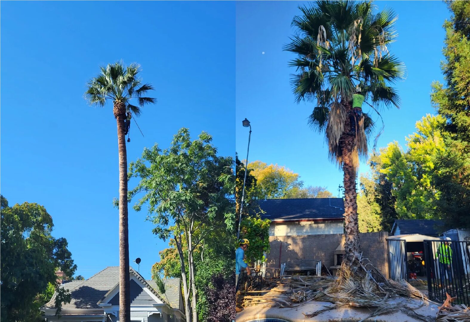 A couple of palm trees that are in the dirt.